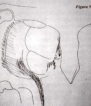 f09.jpg (16839 bytes)