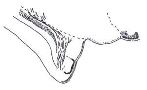 wpe25.gif (4984 bytes)