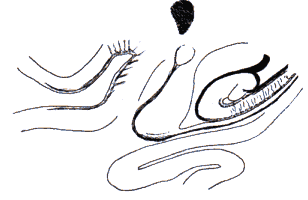 wpe2A.gif (5731 bytes)
