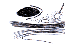 wpe2C.gif (5997 bytes)