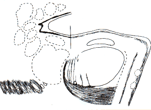 wpe5.gif (8780 bytes)