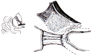 wpe30.gif (7817 bytes)