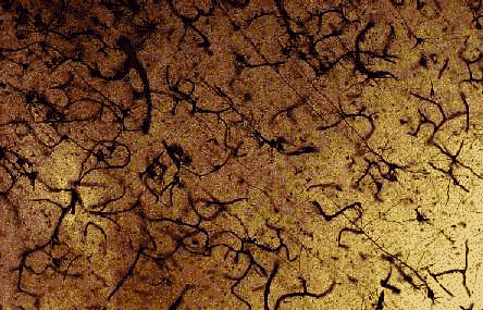 wpe84.gif (62008 bytes)