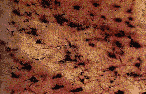 wpe86.gif (61312 bytes)