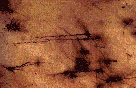 wpe87.gif (58657 bytes)