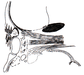 wpe17.gif (8717 bytes)