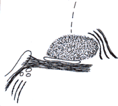 wpe18.gif (6138 bytes)