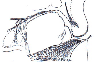 wpe1B.gif (9838 bytes)