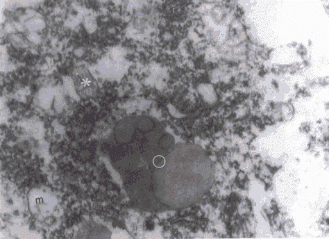wpe62.gif (56992 bytes)