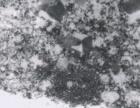 wpe63.gif (63459 bytes)