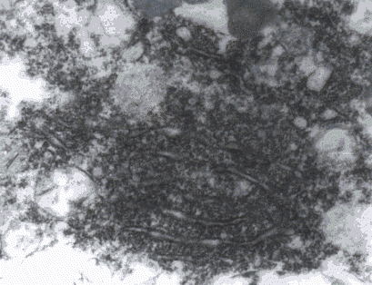 wpe64.gif (46259 bytes)
