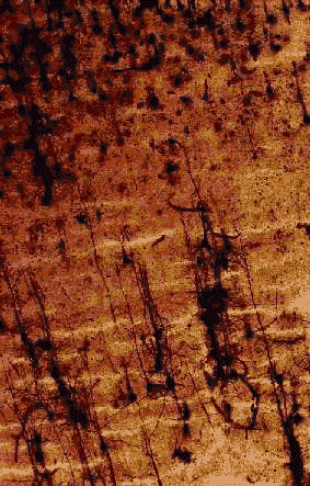 wpe5B.gif (57392 bytes)