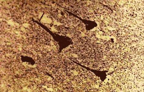 wpe5E.gif (66495 bytes)